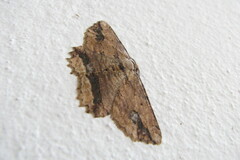 Menophra abruptaria