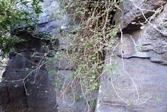 Fuchsia perscandens