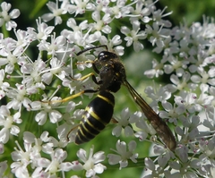 Ancistrocerus antilope
