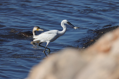 Phalacrocorax carbo maroccanus