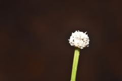 Eriocaulon neocaledonicum