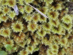 Mniodendron colensoi