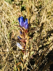 Gentiana spathacea