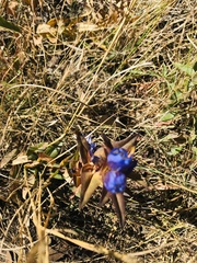 Gentiana spathacea