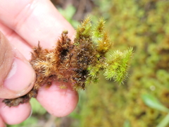 Mniodendron colensoi