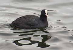 Fulica atra
