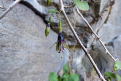 Fuchsia perscandens