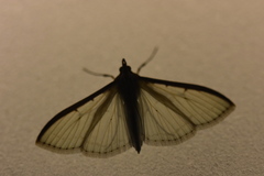 Palpita