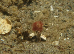 Phycocaris simulans