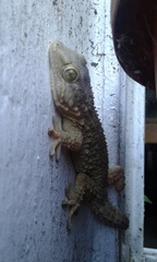 Tarentola mauritanica