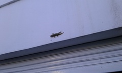 Tarentola mauritanica