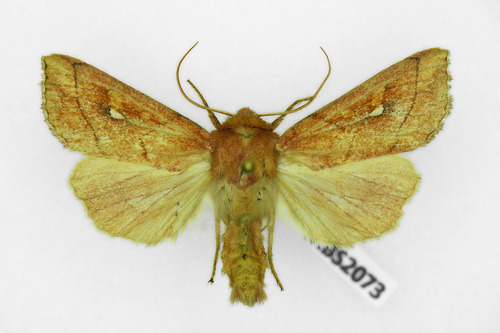 Brown-line Bright-eye