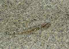 Pomatoschistus marmoratus