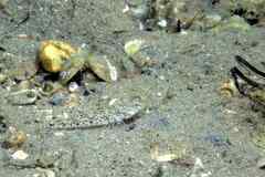 Pomatoschistus marmoratus