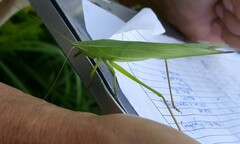 Neoconocephalus ensiger