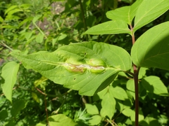 Contarinia negundinis