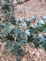 Osmanthus heterophyllus