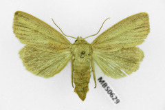 Mythimna pudorina