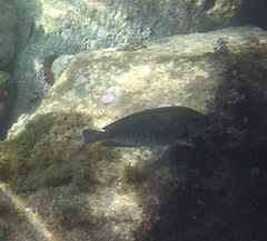 Acanthurus chirurgus