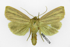 Mythimna pudorina