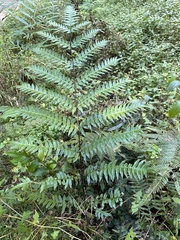 Pteris terminalis fauriei
