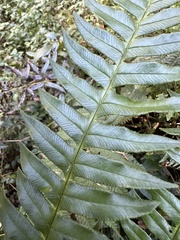Pteris terminalis fauriei