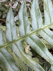 Pteris terminalis fauriei