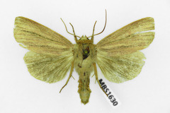 Mythimna pudorina