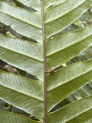Pteris terminalis fauriei