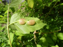 Contarinia negundinis