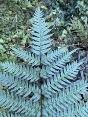 Pteris terminalis fauriei