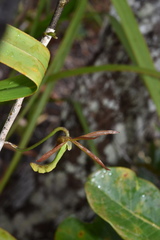 Dendrobium verruciferum