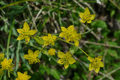 Bupleurum ranunculoides