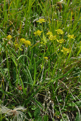 Bupleurum ranunculoides