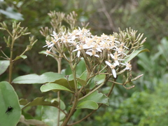 Olearia furfuracea
