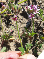 Pelargonium althaeoides