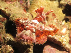 Scorpaenopsis
