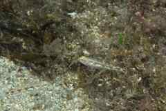 Pomatoschistus pictus