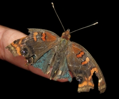 Junonia