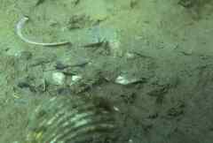 Pomatoschistus pictus
