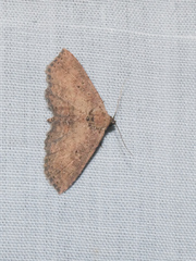 Cerynea punctilinealis