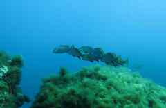 Sciaena umbra