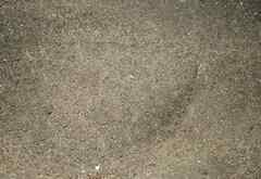 Scophthalmus rhombus