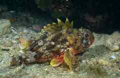 Scorpaena notata