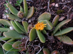 Glottiphyllum longum