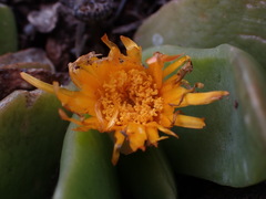 Glottiphyllum longum