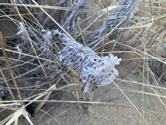 Artemisia stelleriana