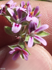 Pelargonium althaeoides