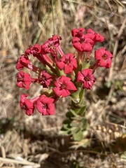 Crassula coccinea