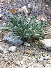 Pseudognaphalium leucocephalum